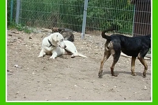 8 mies.labrador mix,duży,łagodny,przyjazny pies.ADOPCJA,  małopolskie Kraków