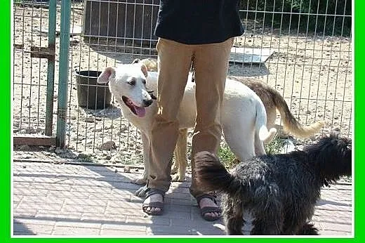 8 mies.labrador mix,duży,łagodny,przyjazny pies.AD