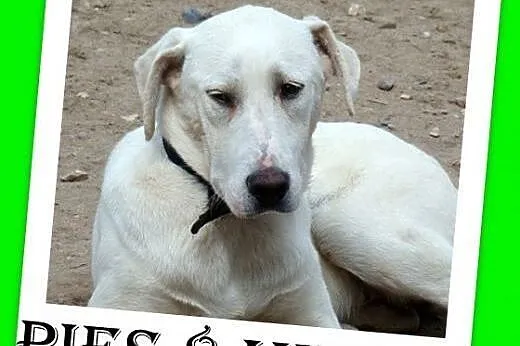 8 mies.labrador mix,duży,łagodny,przyjazny pies.AD