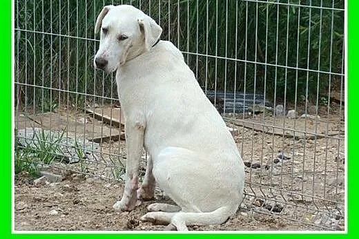8 mies.labrador mix,duży,łagodny,przyjazny pies.AD