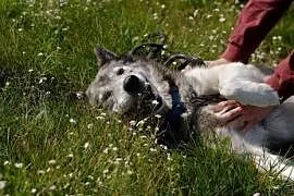 Shaky pies w typie alaskan malamute szuka domu! Ad, cała Polska