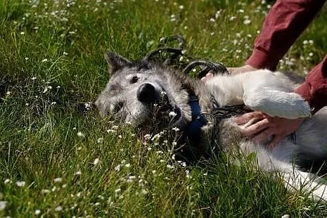 Shaky pies w typie alaskan malamute szuka domu! Ad