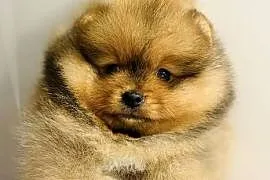 Szpic Pomeranian miniaturowy szczeniak piesek ZKwP