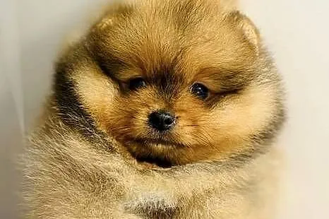 Szpic Pomeranian miniaturowy szczeniak piesek ZKwP, Lubelskie, Lublin