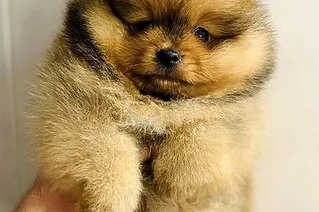 Szpic Pomeranian miniaturowy szczeniak piesek ZKwP, Lubelskie, Lublin