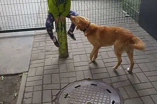 Szubert - 1,5 roczny pies do adopcji,  mazowieckie