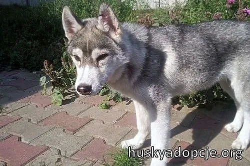 ARAK- kochany szczeniak husky do adopcji,  małopolskie Kraków