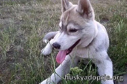 ARAK- kochany szczeniak husky do adopcji,  małopol