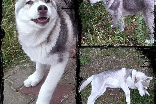 ARAK- kochany szczeniak husky do adopcji,  małopol