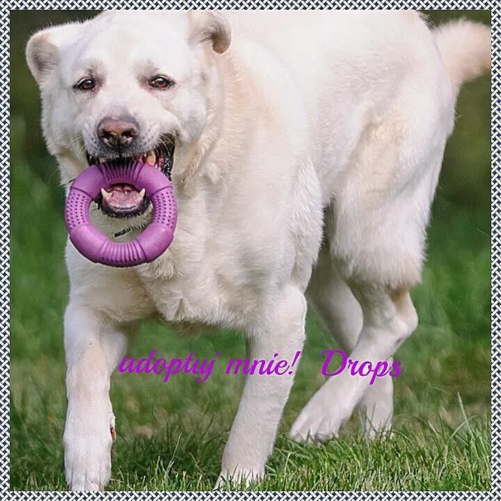 Drops w typie labradora do adopcji