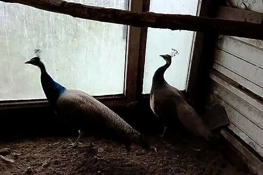 Pawie, Kujawsko-pomorskie, Gębice