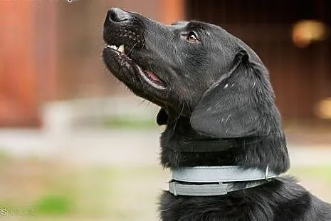 POKER - 2 letni czarny labrador mix, do adopcji,  