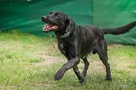 POKER - 2 letni czarny labrador mix, do adopcji,  