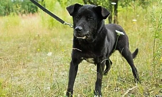 Mates psi senior marzy o kochającym domku na reszt