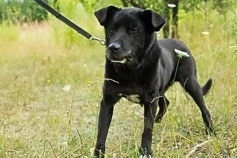Mates psi senior marzy o kochającym domku na reszt