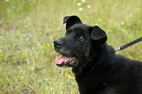 Mates psi senior marzy o kochającym domku na reszt