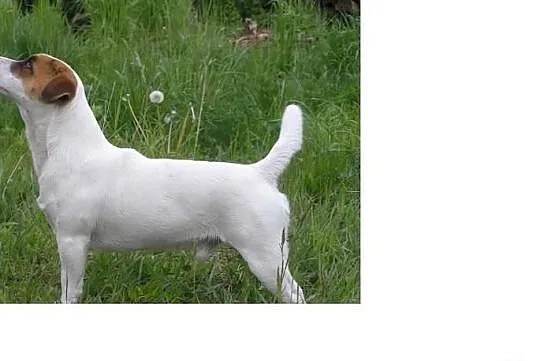 Jack Russell Terrier gładkowłose szczeniaki po Cha