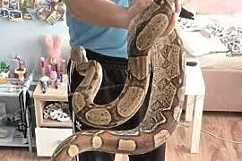 Boa cesarski samica