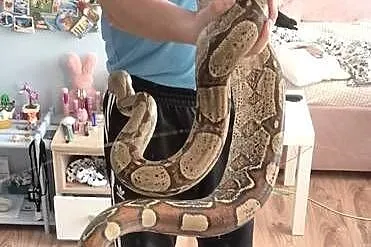 Boa cesarski samica