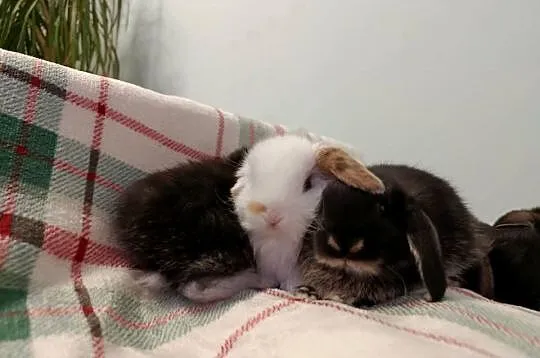 Króliczki mini lop domowa hodowla