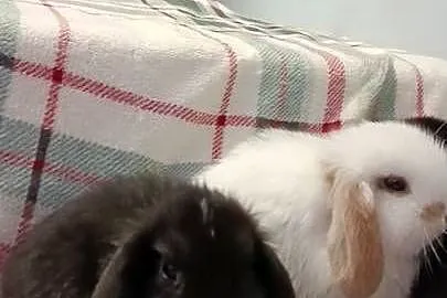 Króliczki mini lop domowa hodowla, Wielkopolskie, Lipka