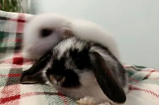Króliczki mini lop domowa hodowla, Wielkopolskie, Lipka
