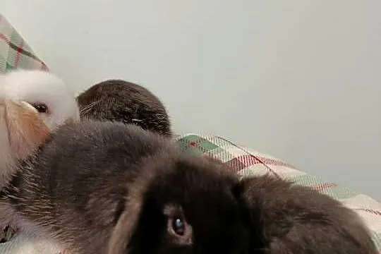 Króliczki mini lop domowa hodowla, Wielkopolskie, Lipka