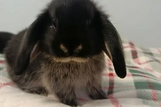 Króliczki mini lop domowa hodowla, Wielkopolskie, Lipka