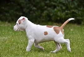 American Staffordshire Terrier szczenięta suczka Z, Piaseczno