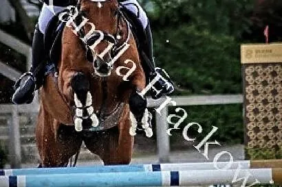 QUICKY klacz do skoków, , 