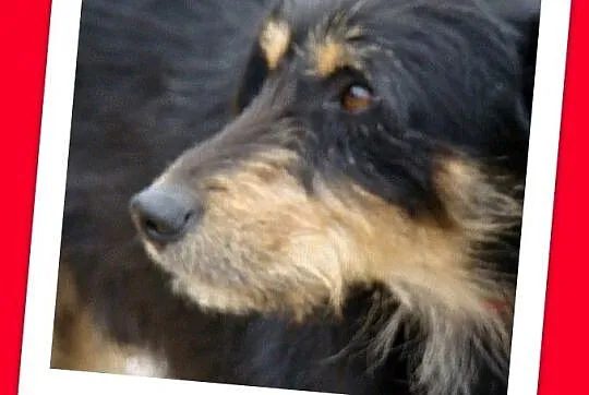 TERIK-dwuletni psiak w typie teriera, przyjazny,wesoły,waga 10 kg_Adopcja_