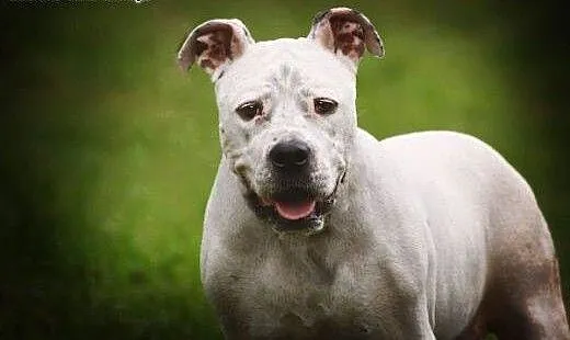 Luna 6letnia amstaffka szuka domu, Amstaff cała P