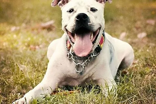 Luna 6letnia amstaffka szuka domu,  Amstaff cała P