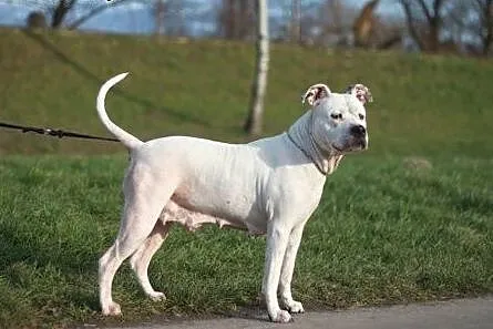 Luna 6letnia amstaffka szuka domu,  Amstaff cała P