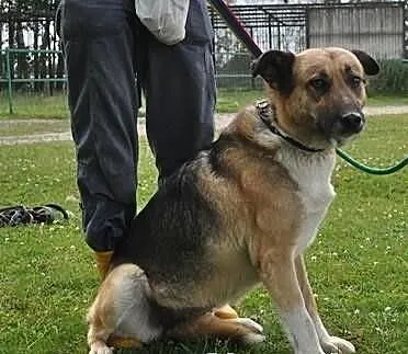 Piękna, duża, łagodna Arwena czeka na dom..