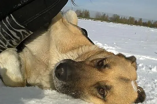 Piękna, duża, łagodna Arwena czeka na dom..