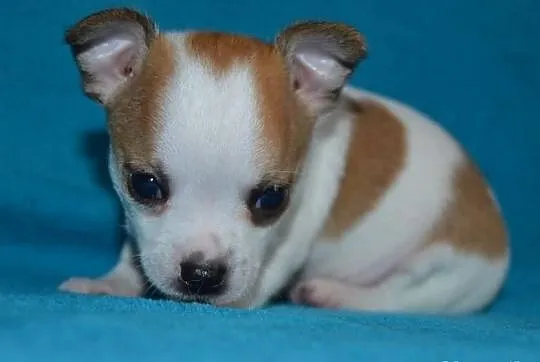 Chihuahua piesek z rodowodem - krótkowłosy biały w