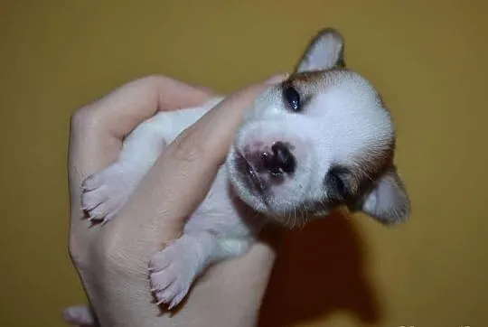 Chihuahua piesek z rodowodem - krótkowłosy biały w