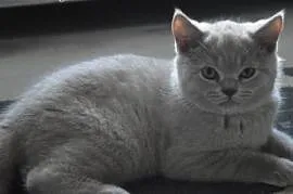 Liliowa koteczka z rodowodem FPL,  mazowieckie Pło, Płock