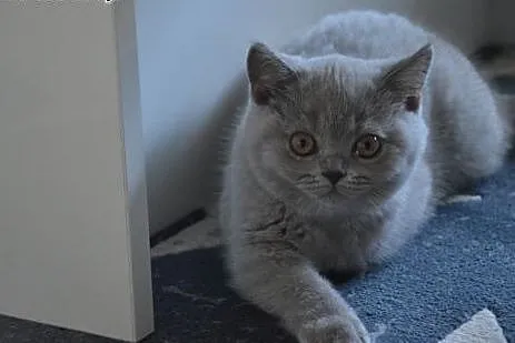 Liliowa koteczka z rodowodem FPL,  mazowieckie Pło