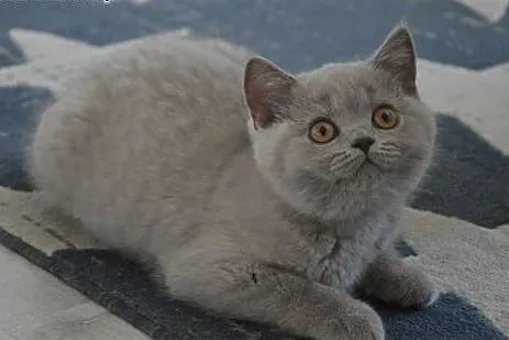 Liliowa koteczka z rodowodem FPL,  mazowieckie Pło