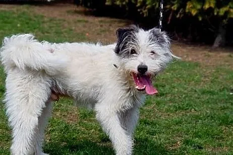 Fragles wesoły, energiczny, towarzyski mix terrier ADOPCJA, Kundelki cała Polska