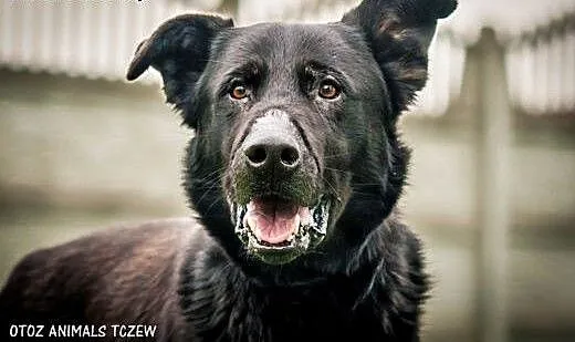 OTOZ Animals - Denar - duży, silny psiak w typie B