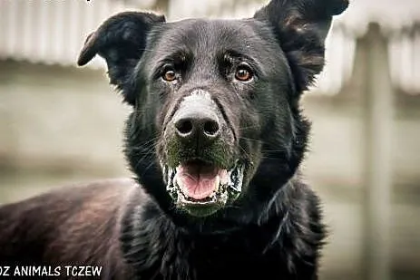 OTOZ Animals - Denar - duży, silny psiak w typie B