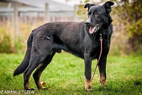 OTOZ Animals - Denar - duży, silny psiak w typie B