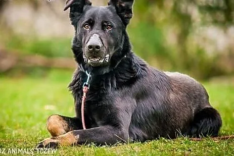 OTOZ Animals - Denar - duży, silny psiak w typie B