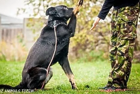 OTOZ Animals - Denar - duży, silny psiak w typie B