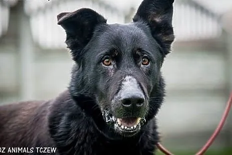 OTOZ Animals - Denar - duży, silny psiak w typie B