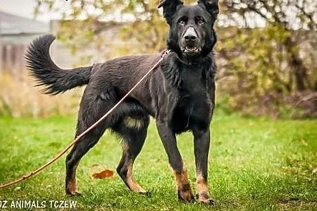 OTOZ Animals - Denar - duży, silny psiak w typie B