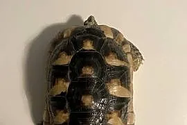 Żółw obrzeżony